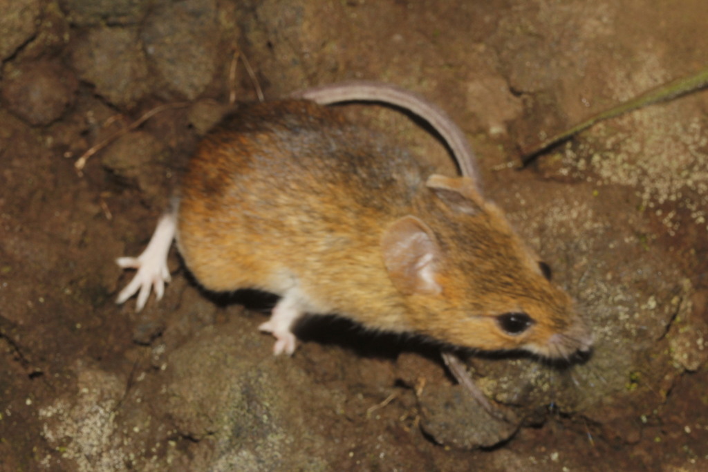 Hamsters, Voles, Lemmings, and Allies (Cricetidae) - Know Your Mammals