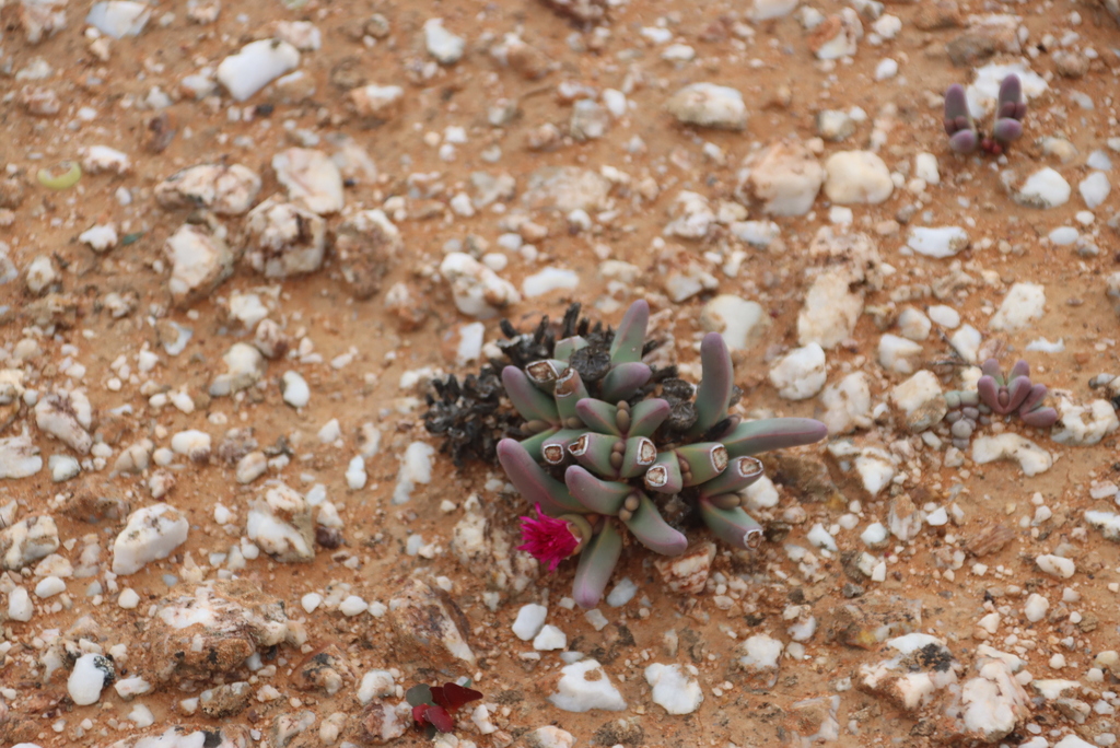 Cheiridopsis braunsii