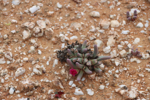 Argyroderma fissum