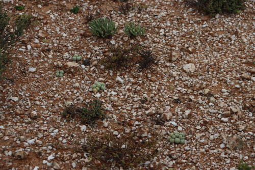 Image of Argyroderma fissum by (c) Tony Rebelo, some rights reserved (CC BY-SA)