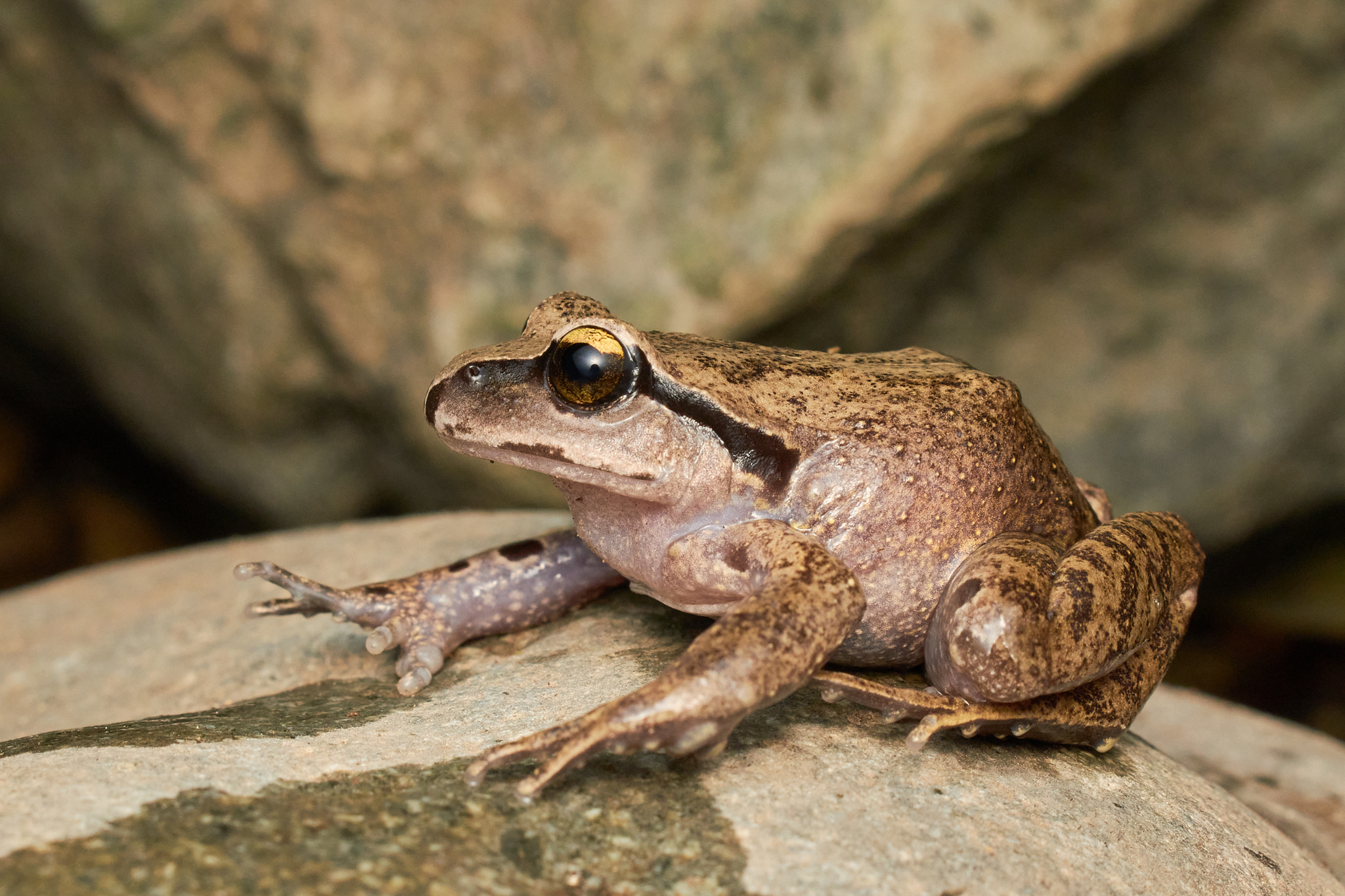 Alsodes cantillanensis Charrier, Correa-Quezada, Castro & Méndez-Torres, 2015