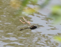 Macromia