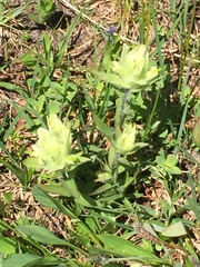 Castilleja occidentalis