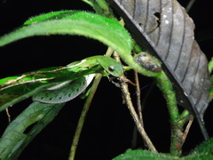 Erythrolamprus typhlus