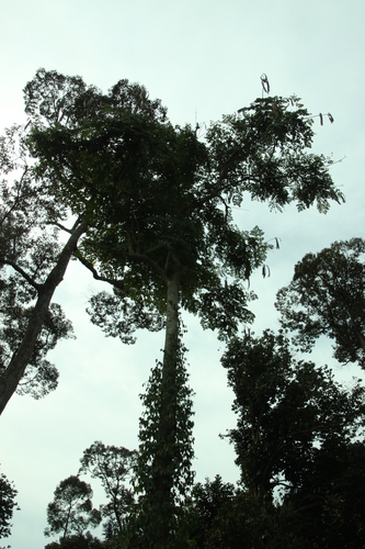 Image of Oroxylum indicum by (c) Fabian Brambach, some rights reserved (CC BY)