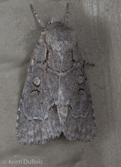 Acronicta radcliffei