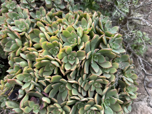 Foto de Rosa-do-deserto