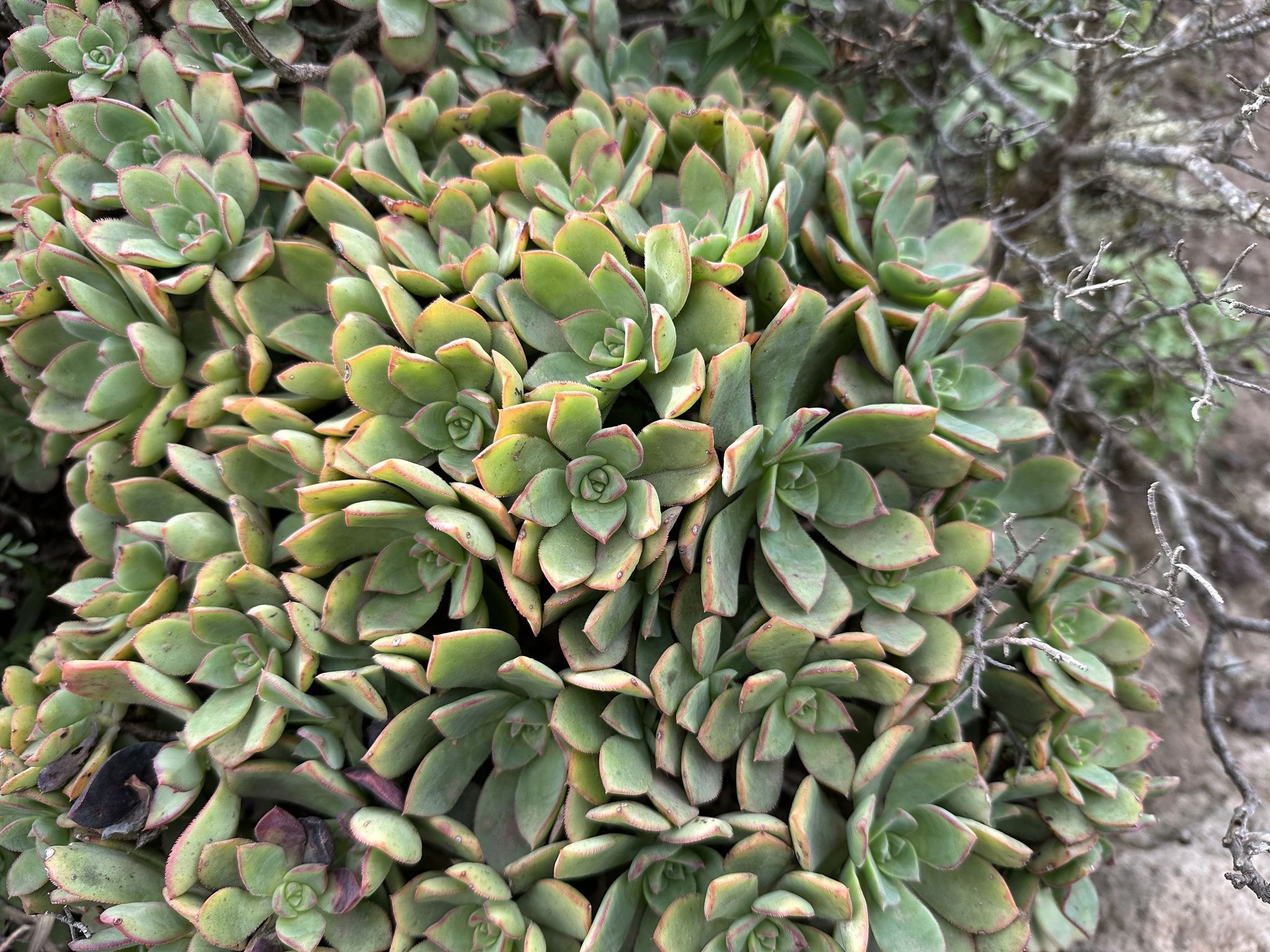 Imagem de Rosa-do-deserto