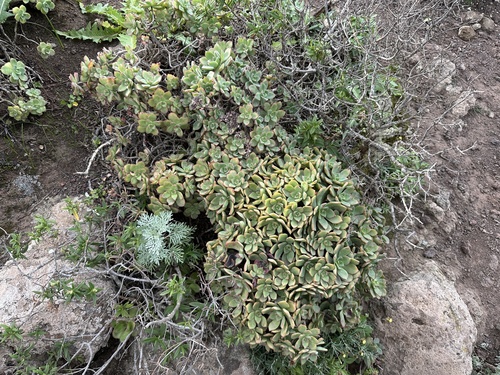 Foto de Rosa-do-deserto