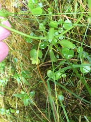 Cardamine polemonioides