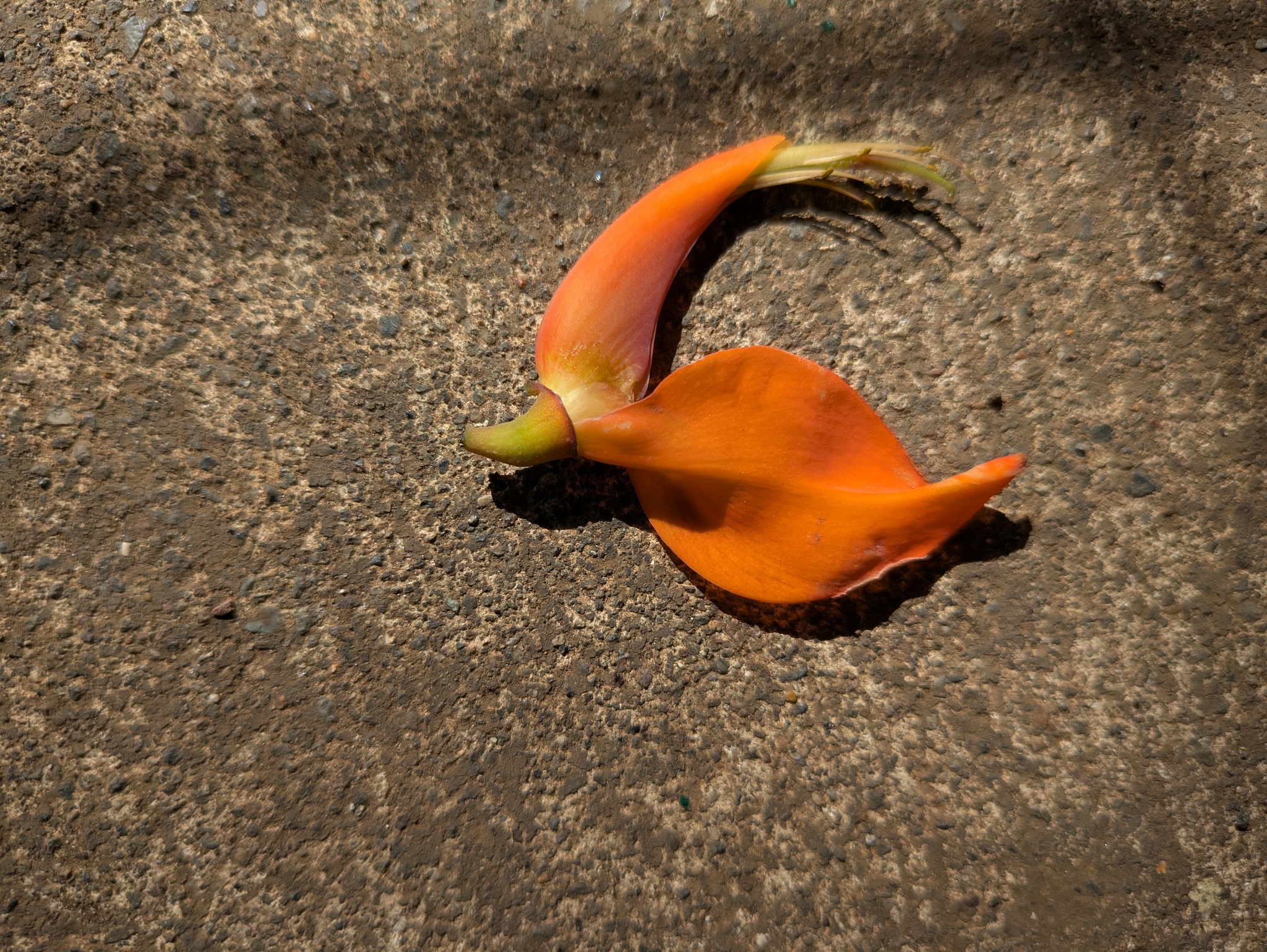 Foto de Erythrina poeppigiana (Walp.) O.F.Cook