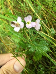 Cardamine polemonioides