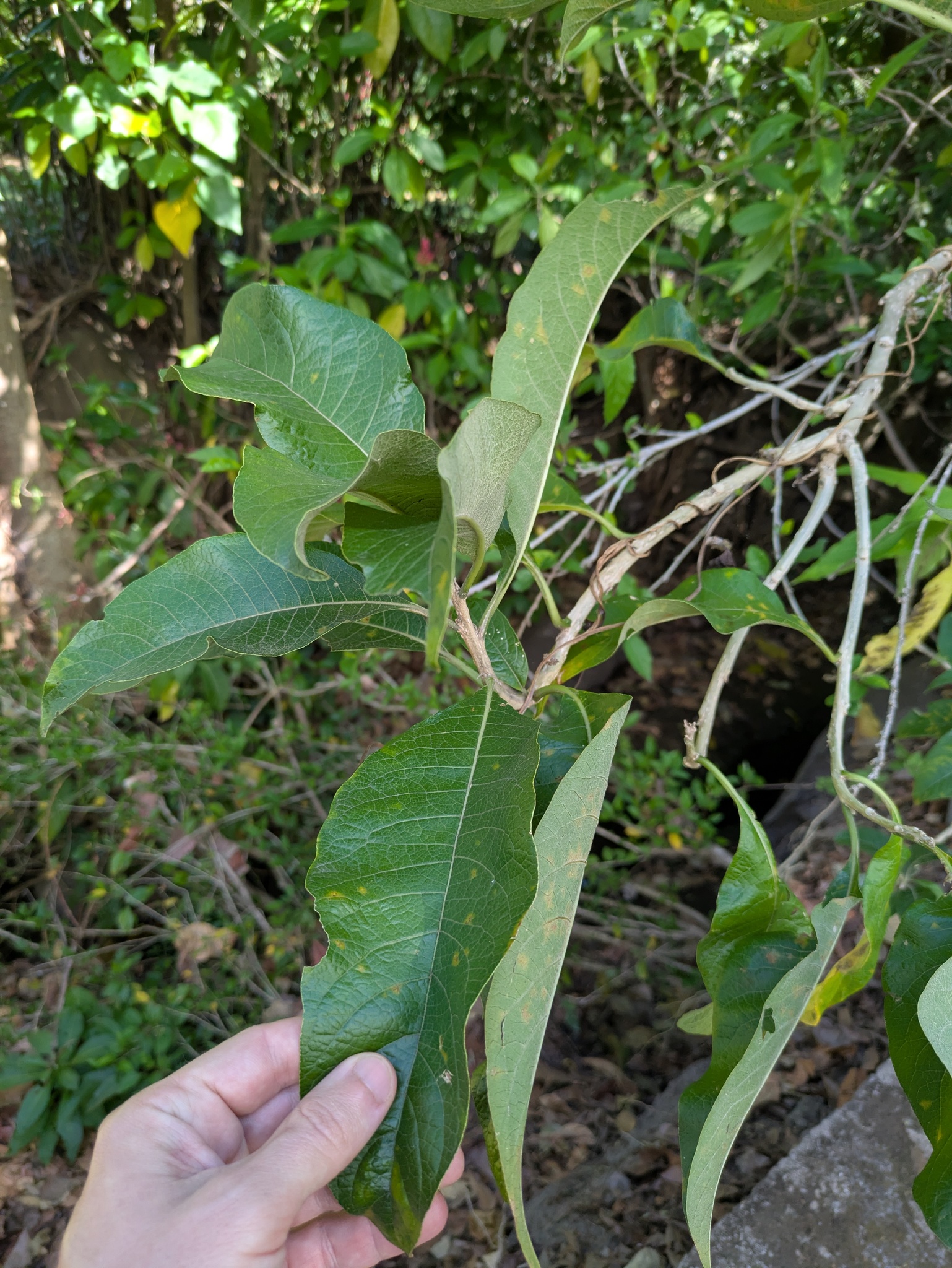 Imagem de Fruta de sabiá