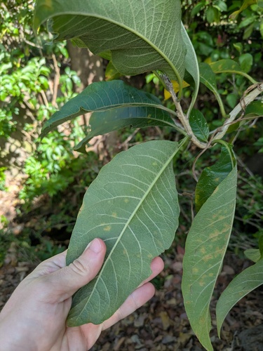 Fruta de sabiá