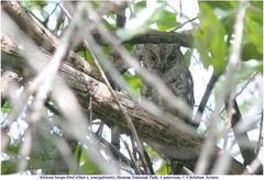 Otus senegalensis