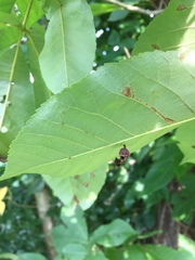 Phylloxera caryaegummosa