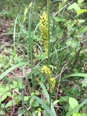 Carex hyalinolepis