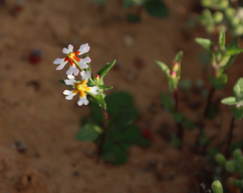 Image of Zaluzianskya pumila by (c) Tony Rebelo, some rights reserved (CC BY-SA)