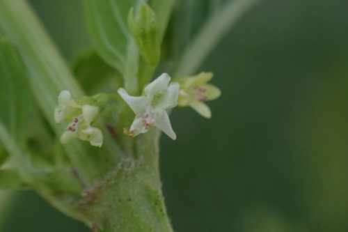Image of Hyptis verticillata by (c) Maria Janeiro, some rights reserved (CC BY)