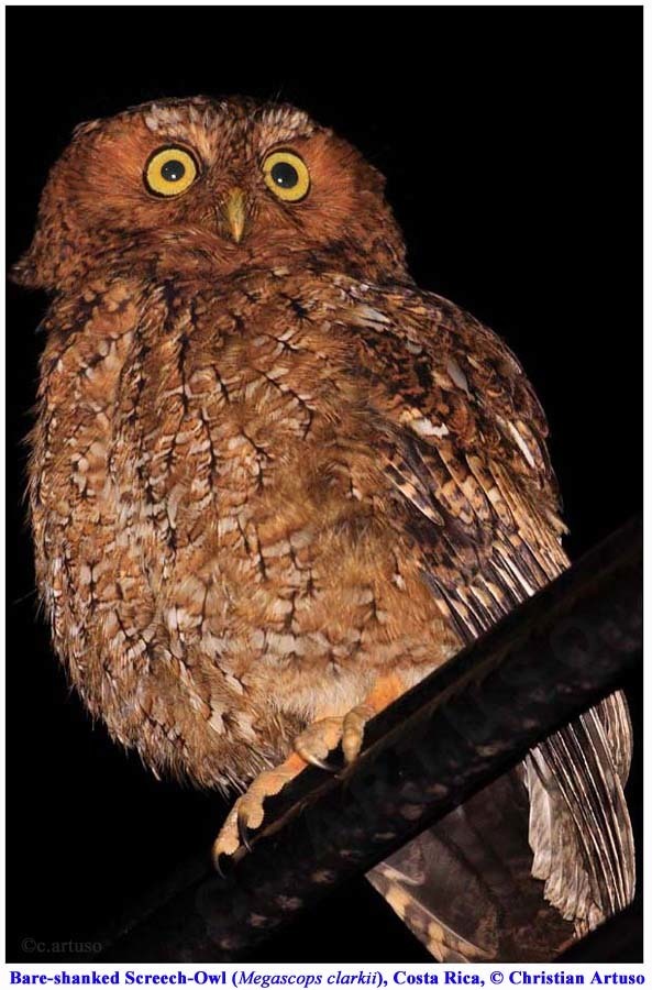 Bare-shanked Screech-Owl (AVIFAUNA ZONA PROTECTORA RIO NAVARRO RIO ...