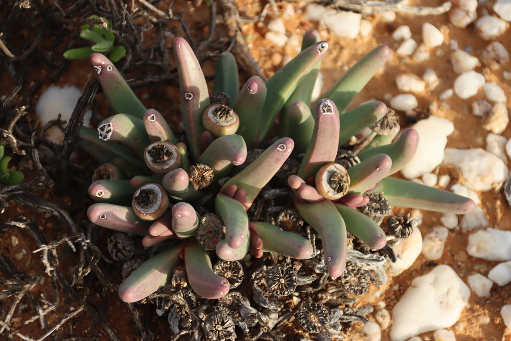 Ruschia socia (N.E.Br.) Schwantes 2