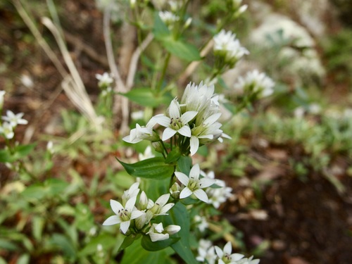 Image of Gentianella microcalyx by (c) Sue Carnahan, some rights reserved (CC BY)