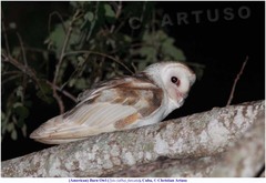 Tyto alba furcata