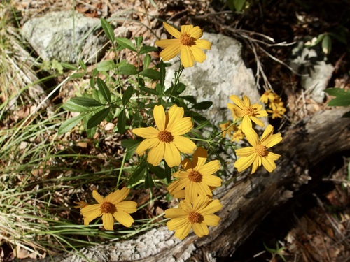 Tagetes lemmonii