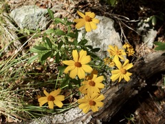 Tagetes lemmonii