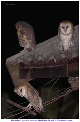 Tyto alba