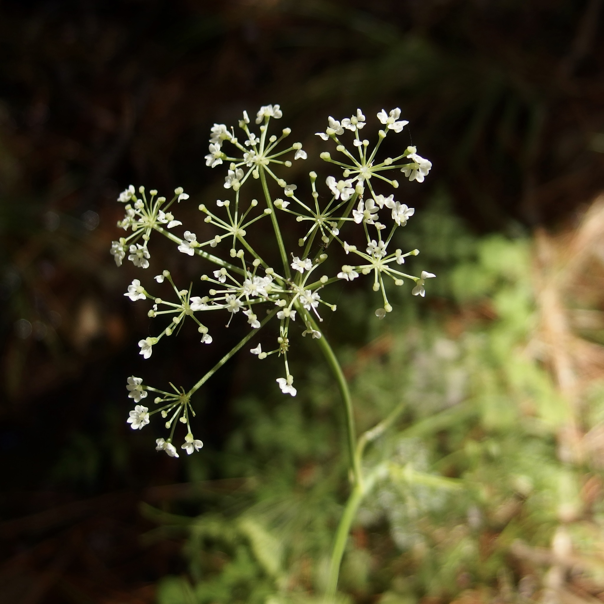 Conioselinum mexicanum