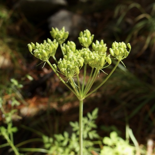 Image of Conioselinum mexicanum by (c) Sue Carnahan, some rights reserved (CC BY)
