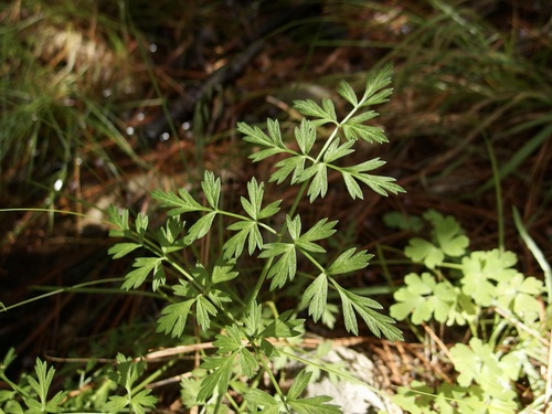 Image of Conioselinum mexicanum by (c) Sue Carnahan, some rights reserved (CC BY)
