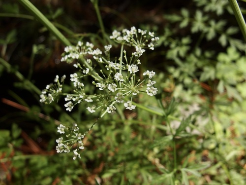 Image of Conioselinum mexicanum by (c) Sue Carnahan, some rights reserved (CC BY)