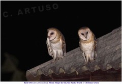 Tyto alba