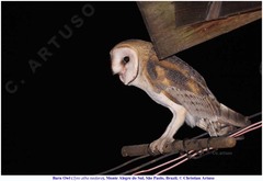 Tyto alba