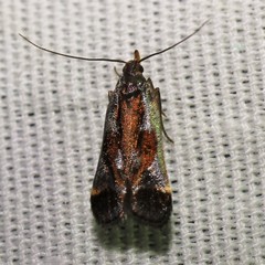 Dichomeris ochripalpella