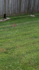 Sylvilagus floridanus