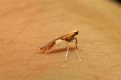 Caloptilia stigmatella