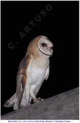 Tyto alba