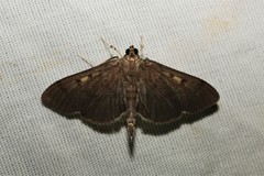 Herpetogramma sphingealis