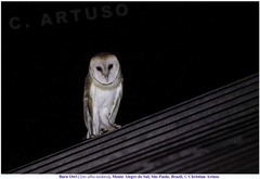 Tyto alba