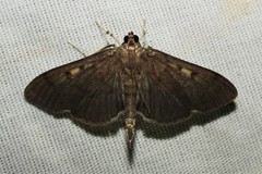 Herpetogramma sphingealis