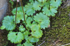 Micranthes nelsoniana