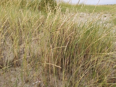 Elymus junceum