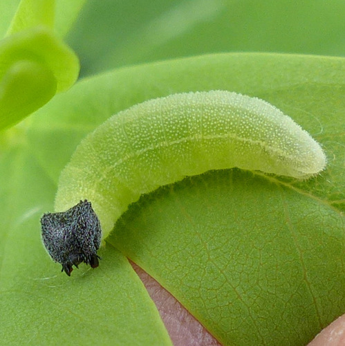 Wild Indigo Duskywing