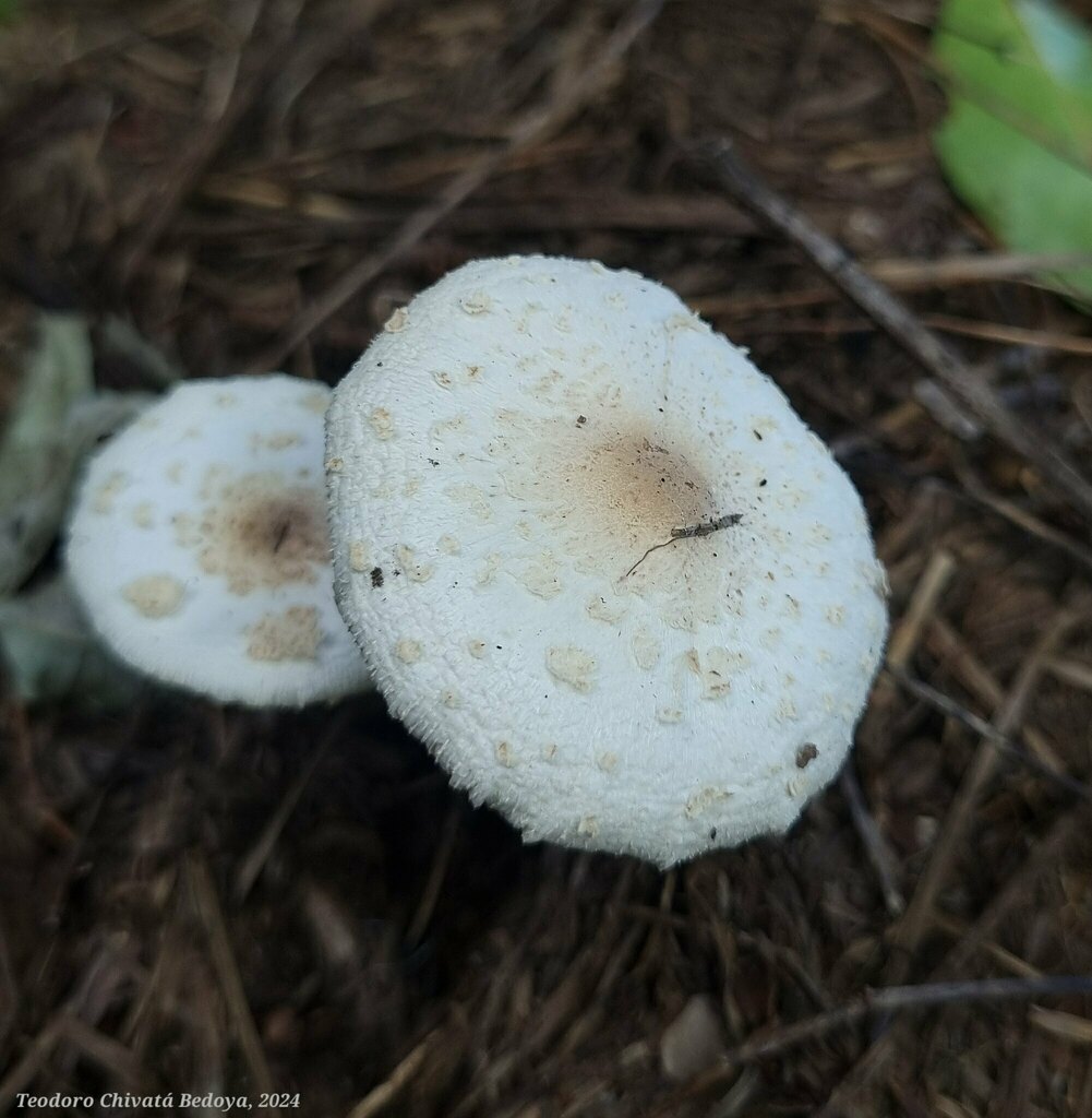Chlorophyllum hortense · July 2024 · photo: © teodoro_chivatabedoya (iNaturalist, cc-by)