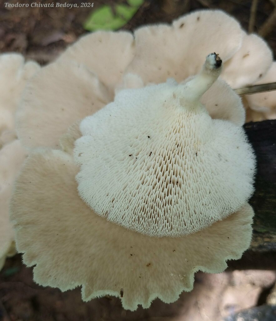 Favolus tessellatus · July 2024 · photo: © teodoro_chivatabedoya (iNaturalist, cc-by)