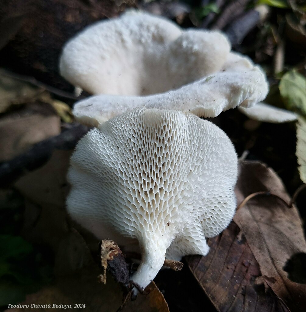 Favolus tessellatus · July 2024 · photo: © teodoro_chivatabedoya (iNaturalist, cc-by)