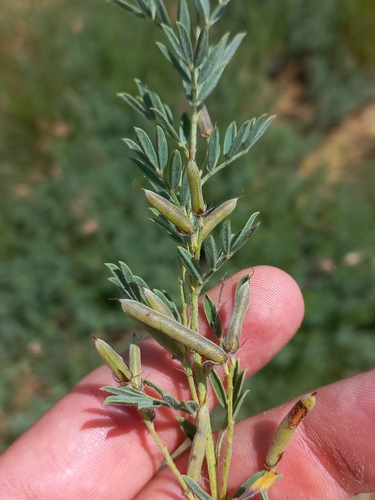 Image of Indigofera hilaris by (c) Brian du Preez, some rights reserved (CC BY-SA)